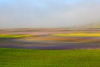 Fioritura Castelluccio Fioritura Castelluccio