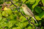 Canapino - (Hippolais polyglotta) Canapino - (Hippolais polyglotta)