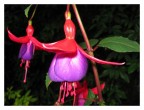 Fucsia. Fucsia.
