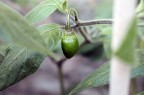 Rocoto Guatemala Giant Rocoto Guatemala Giant