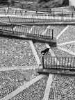 Il Cane Il Cane
