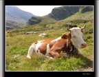 Muuuu Muuuu