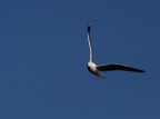 L-gull L-gull