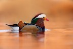 Mandarina duck Mandarina duck