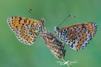Melitaea didyma_la coppia