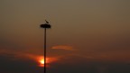 Cicogna al tramonto Cicogna al tramonto