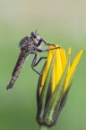 Mosca Predatrice Mosca Predatrice