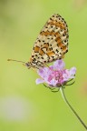 Melitaea didyma