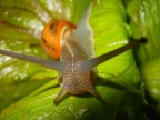 Helix Aspersa Helix Aspersa