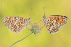 Melitaea II...