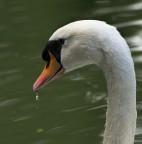 il cigno e la goccia il cigno e la goccia