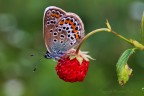 Polyommatus icarus Polyommatus icarus