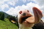 Slurp Slurp