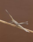 Phasmatodea...