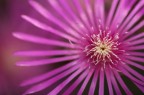 Fiore Fiore