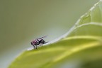 la mosca la mosca