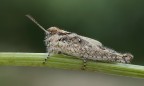 Acrotylus... Acrotylus...