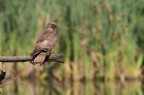Falco pecchiaiolo Falco pecchiaiolo