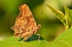 Le trame della Vanessa C Le trame della Vanessa C