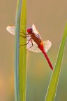 Crocothemis erythraea