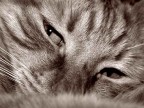 GATTO GATTO