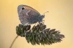 Coenonympha pamphilus Coenonympha pamphilus
