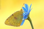 Colias....