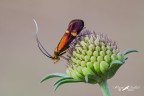 Adelidae_Nemophora-raddaella-female