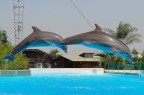 Delfini
