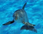 Delfino