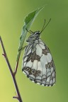 Melanargia Galathea