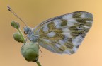 pontia edusa pontia edusa