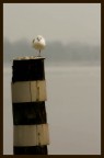 equilibrio equilibrio