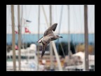 Volare tra le onde Volare tra le onde