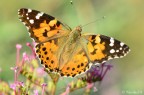 vanessa cardui vanessa cardui