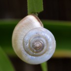 Spirale Spirale
