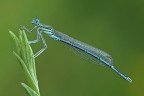 Damigella Damigella