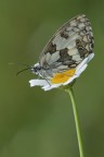 Melanargia