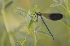 Calopteryx splendens - 1