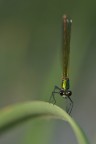 Calopteryx splendens - 2