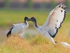Ibis Sacro # 5