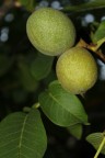 Noci Noci