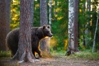 Orso bruno in controluce Orso bruno in controluce