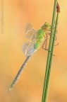 Anax imperator....