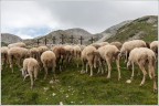 Pellegrinaggio. Pellegrinaggio.