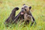 Bear games Bear games