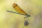 Calopteryx haemorrhoidalis