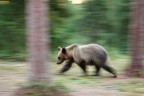 Spirit bear Spirit bear