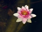 altra ninfa altra ninfa