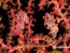 Bargibanti pigmy sea horse - cavallucci pigmei
2 mm. vivono ad una profondit� tra i 15 e i 40 mt. su un corallo molle chiamato gotgonia, in genere intonato con il colore del cavalluccio per mimetizzarsi.
Questi sono 2 a una profondit� di 26 mt ed in corrente, essendo una macro, ci ho messo 5 immersioni di circa 30 ' ciascuna per realizzare questo scatto.....
Indonesia - stretto di Lembeh